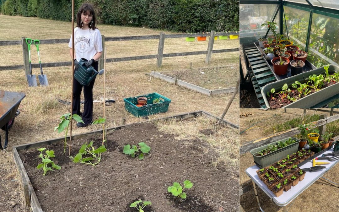 Churchfield pupils grow food for the community